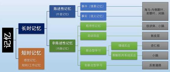 为什么你不记得婴幼儿时期发生的事情？记忆会一直保留到离开人世吗